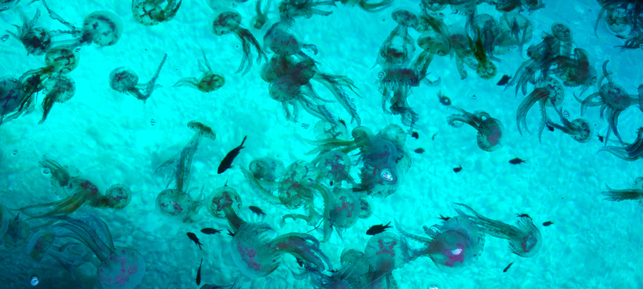 Cyborg Jellyfish will help Scientists explore the Deep Ocean